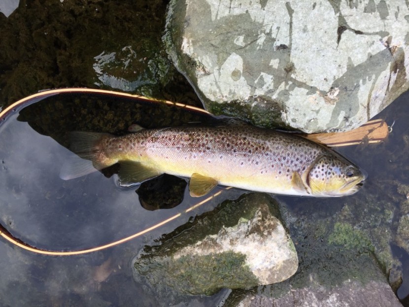 Dinas trout - BA from Gaydon